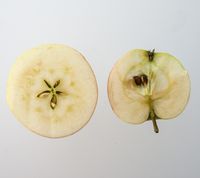 A12 æble